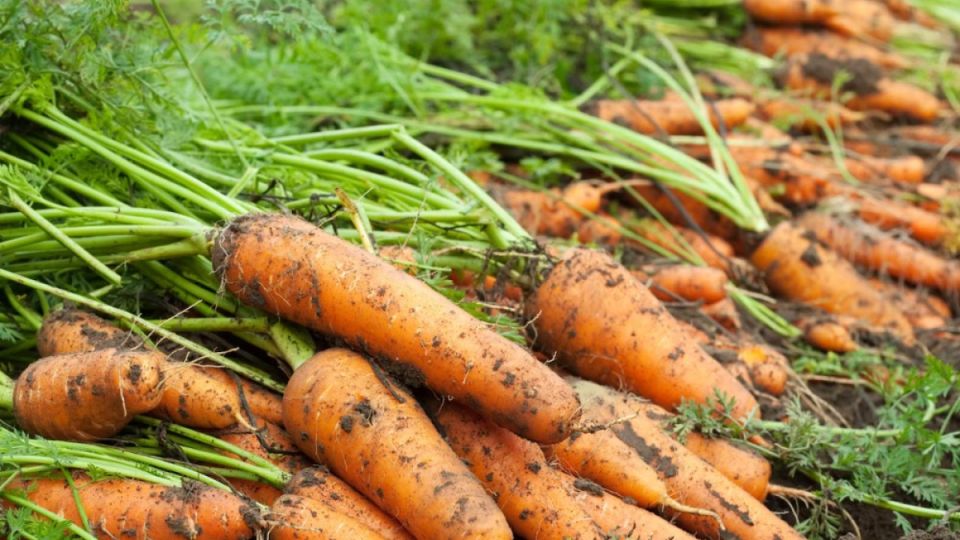 Никаких корявых корнеплодов: морковь вырастет крупной, сочной и ровной — нужно знать несколько хитростей