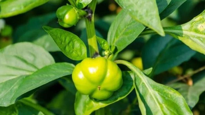 Как подкормка перцев в разгар лета поможет улучшить урожай