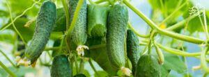 Выращивание огурцов: секреты для опытных и начинающих садоводов