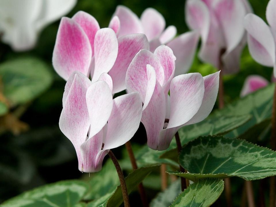 Цикламен: секреты ухода за этим ярким комнатным цветком