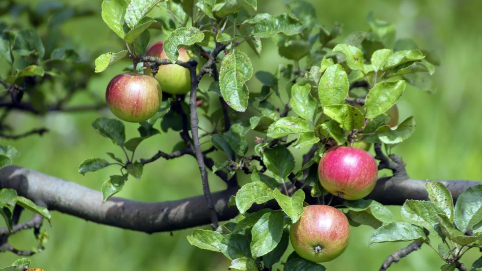 Вот почему яблоки не хотят дозревать на ветке: теперь падалицы станет в разы меньше
