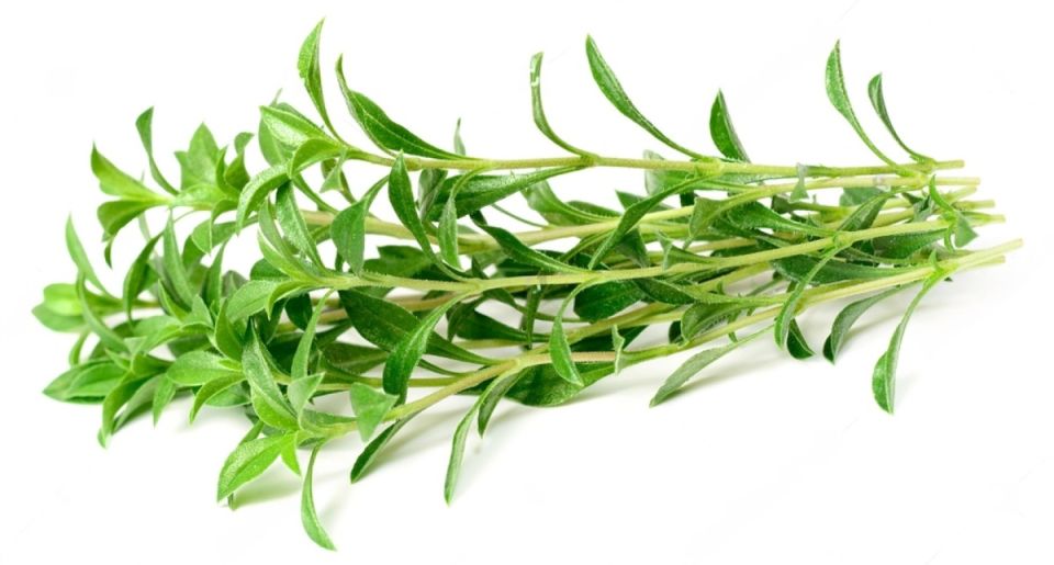 Чабер: секрет замедления времени и основа кулинарного искусства