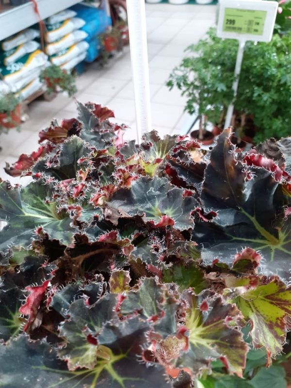 Погружение в мир комнатных растений: новинки от Сангрина