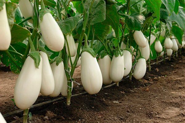 Баклажан Бибо: новый гибрид, который покоряет огородников