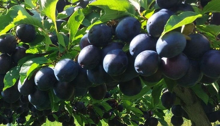 Забота о сливе осенью: секреты эффективной подкормки для богатого урожая