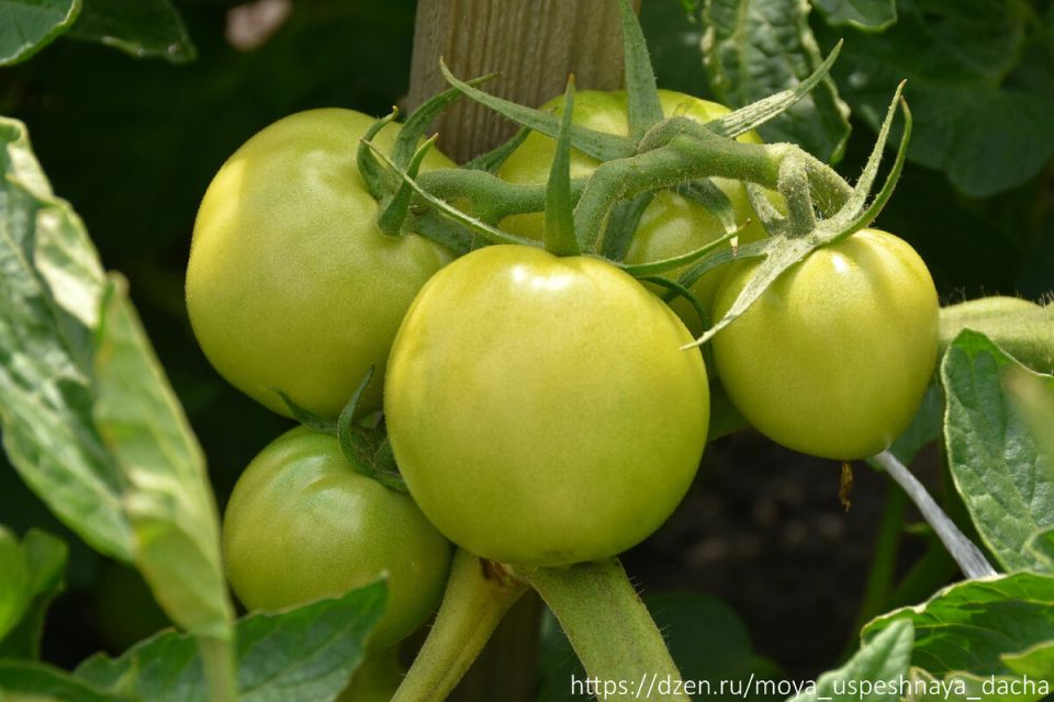 Как вырастить здоровые и вкусные томаты: три ключевые обработки