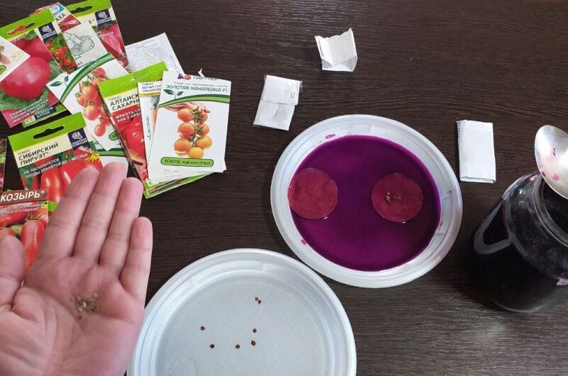 Подготовка семян томатов: шаг за шагом к здоровой рассаде