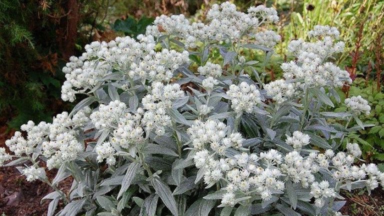 Анафалис жемчужный: Уникальное растение для тенистых уголков вашего сада