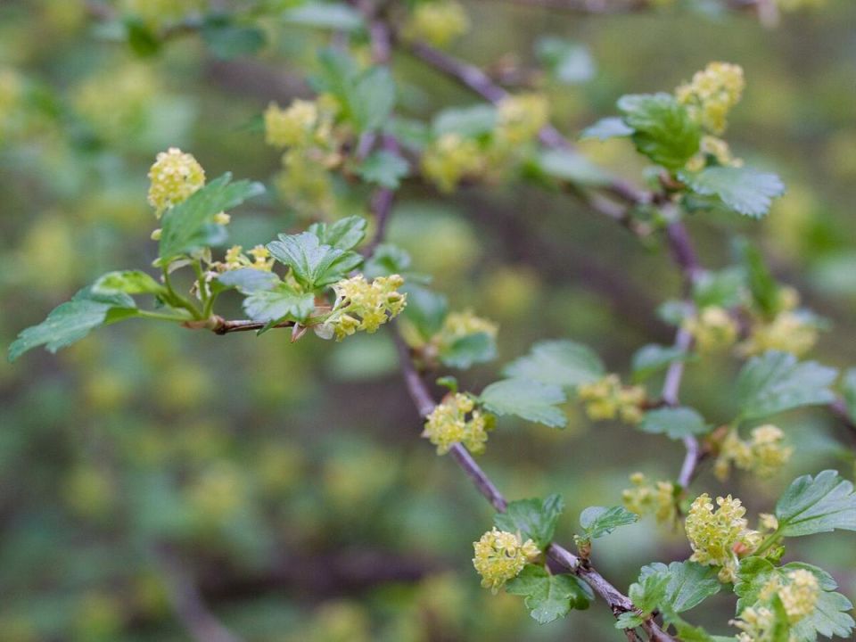 Как выбрать идеальный сорт смородины и добиться изобилия урожая весной