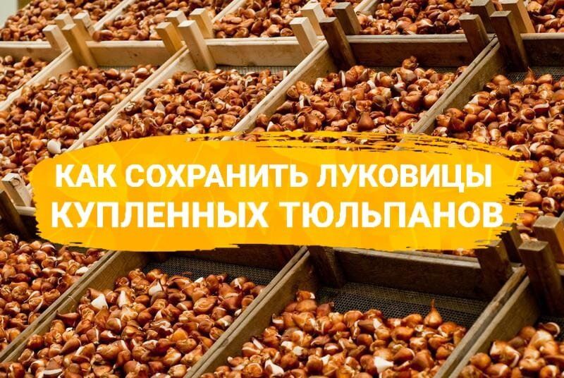 Секреты хранения луковиц тюльпанов: как заботиться о вашем саде