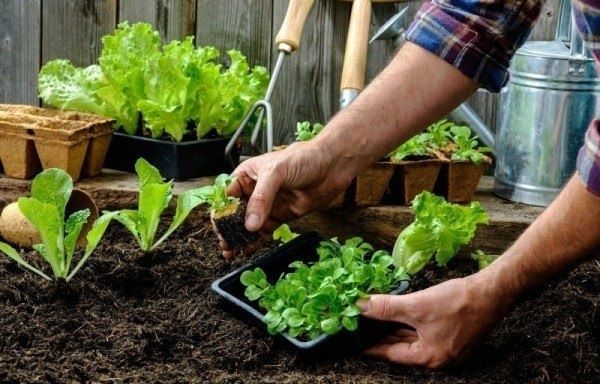 На что чаще всего ошибаются садоводы при выращивании рассады?