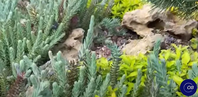 ��������� � �������� ���: ��������� ��������