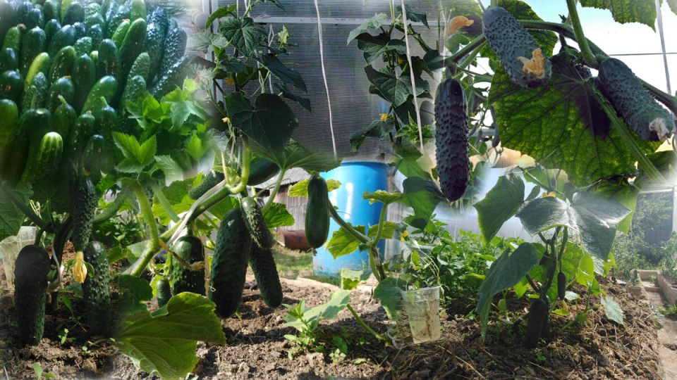 ������ ���� ������ ���������� � ������: ������ ������ � �������