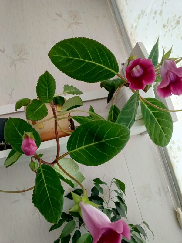 ����������� ���� � �����: ��� ������?