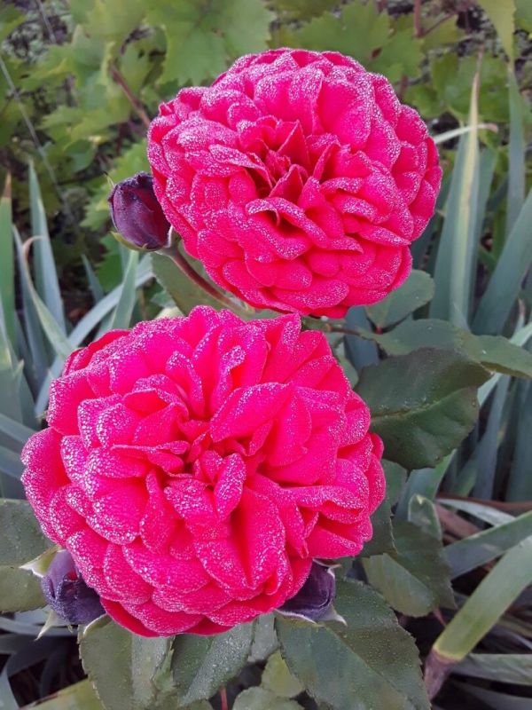 ������ ��������� � ����: ��� ���� � ���� ������� ����������