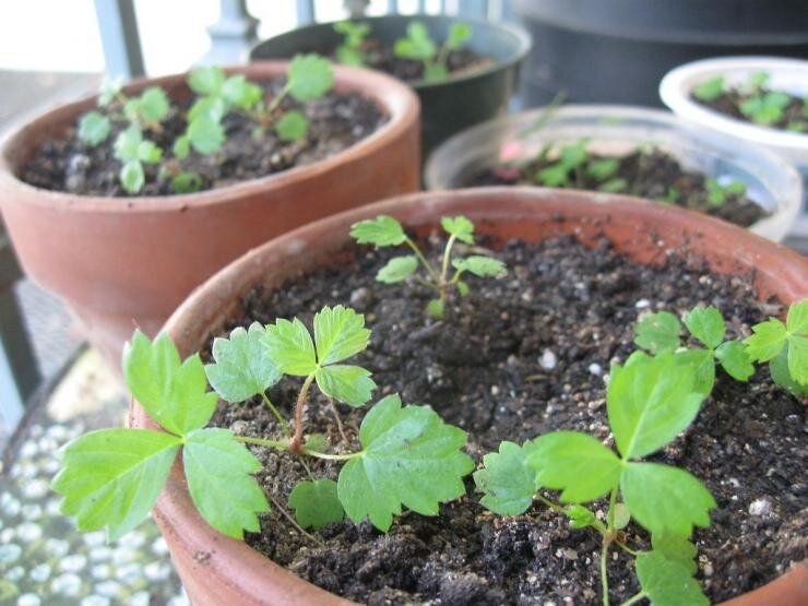 ����������� ��������� �� �����: ������� � ������ ��� ������ ����