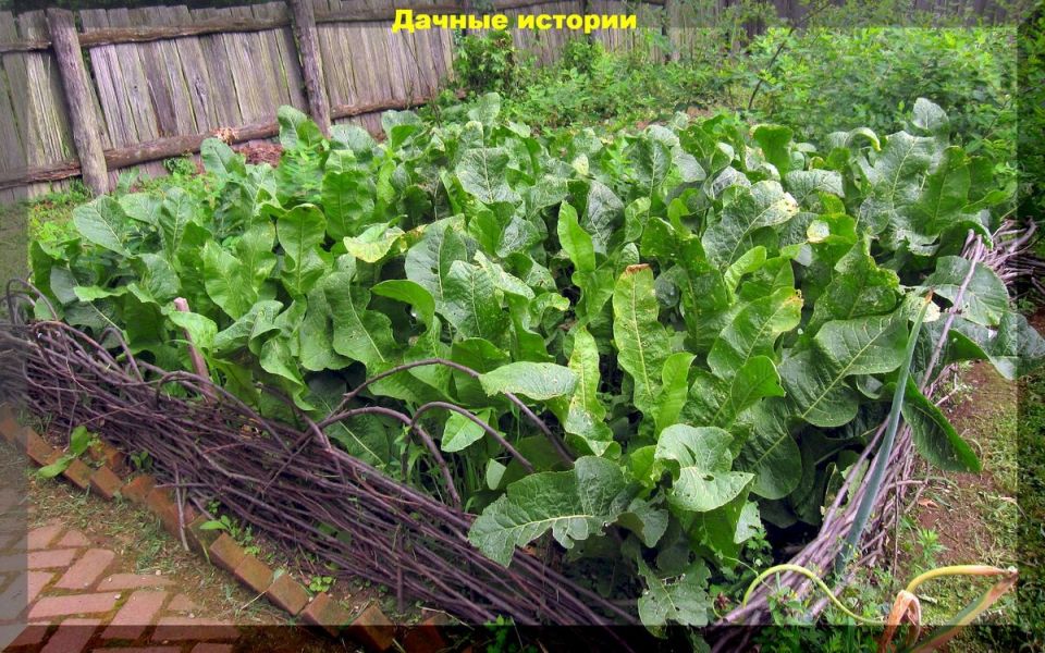 ������ ����� � ������ � ������������� �������������: �������� ��� ��������