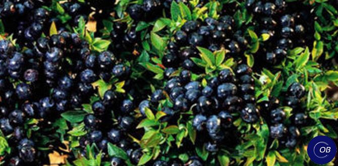 Секреты удачного выращивания черники на своем участке