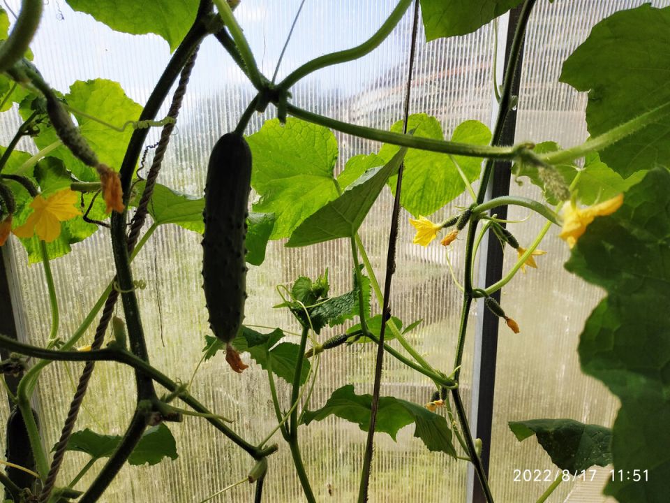 Огурец Емеля: идеальный выбор для садоводов