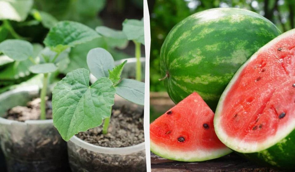 ����������� ��������� ������� � ����: ������� ��� ������� ������