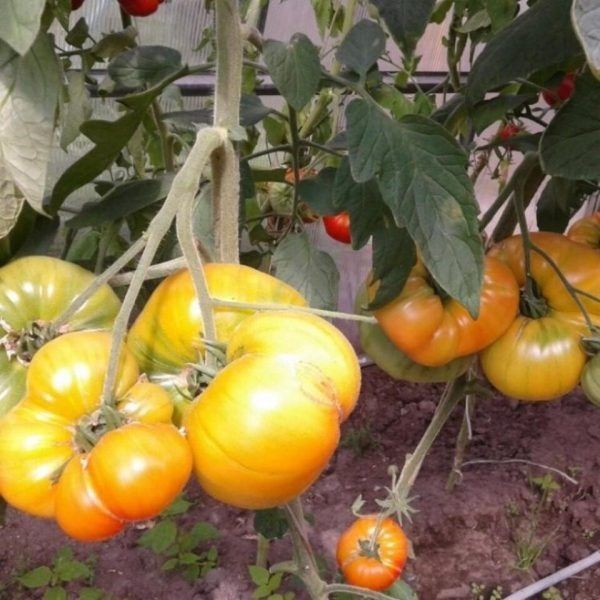 ����� '������� �������� ���������': �������� � ���������� ��� ������ ����