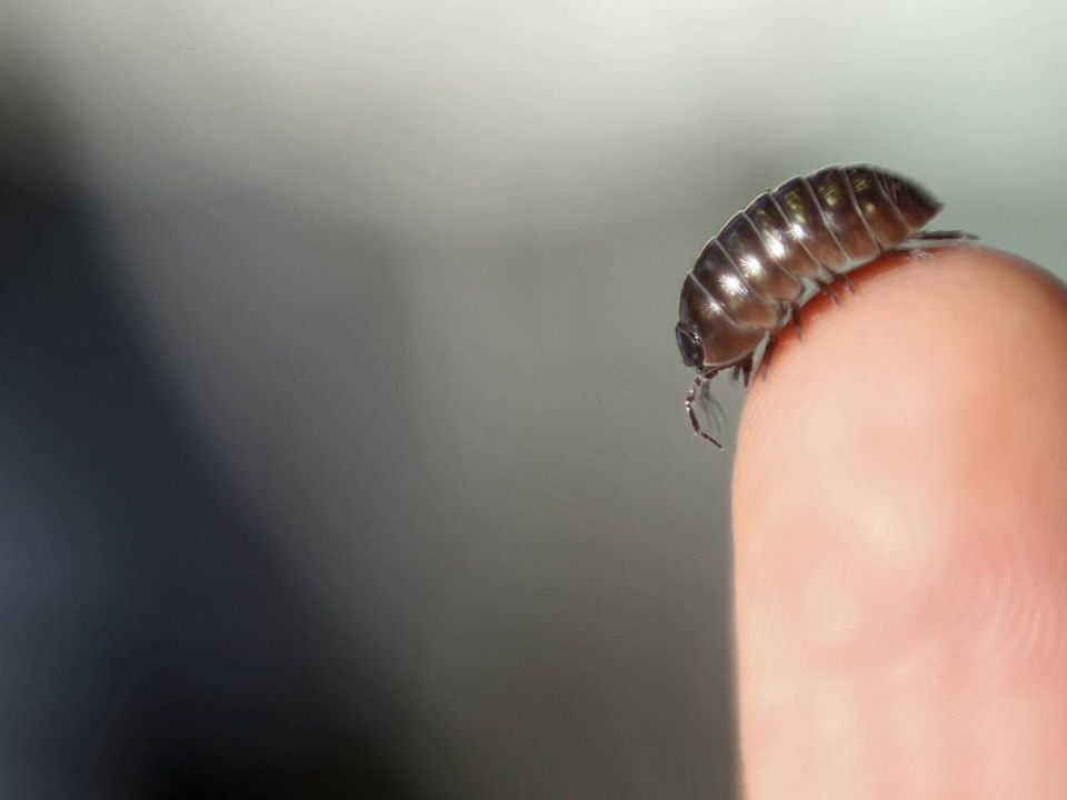 ��� ���������� ���������� �� ������ � ������: �������� ��������