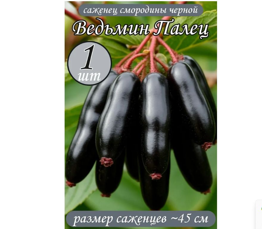 ��������� ����� ���������: ���� � ����������