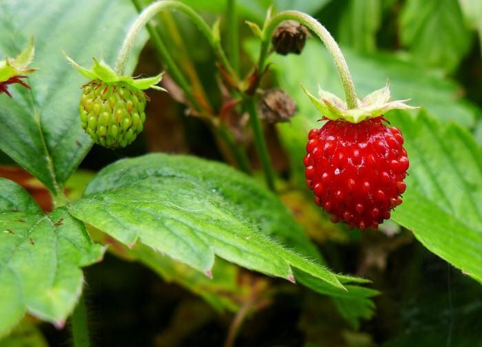 ����������� ��������� �� �����������: ������� ��������� ����