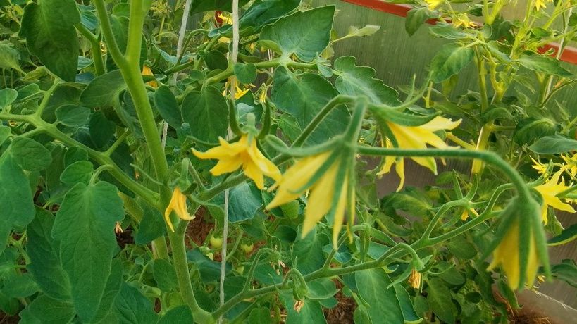 ������ � ������� ���������� �������