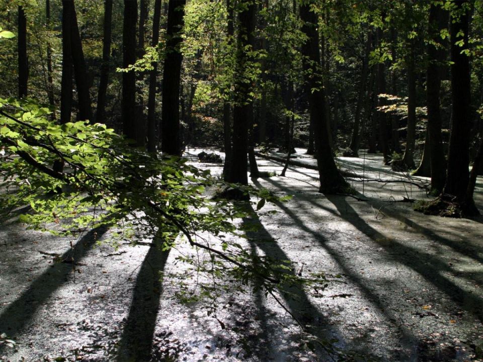 Багульник болотный: тайны и опасности уникального растения