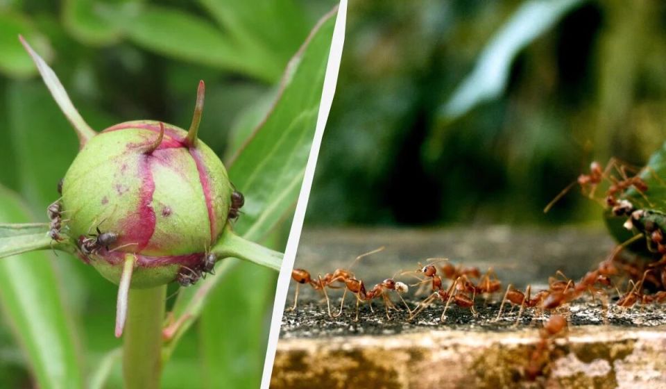 ����������� ������ ������ � ��������� � ����: �������� ������� ��� ������ �������