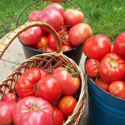 Томат адмиралтейский: идеальный выбор для вашего огорода