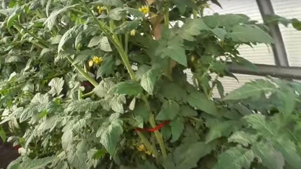 ������ ����: ���������� ����� � ������ ��������