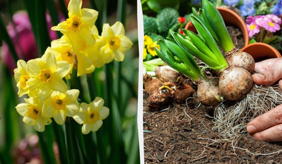 ����� �������� ���������: ��� ��������� �������� � ���������� ����� ��������