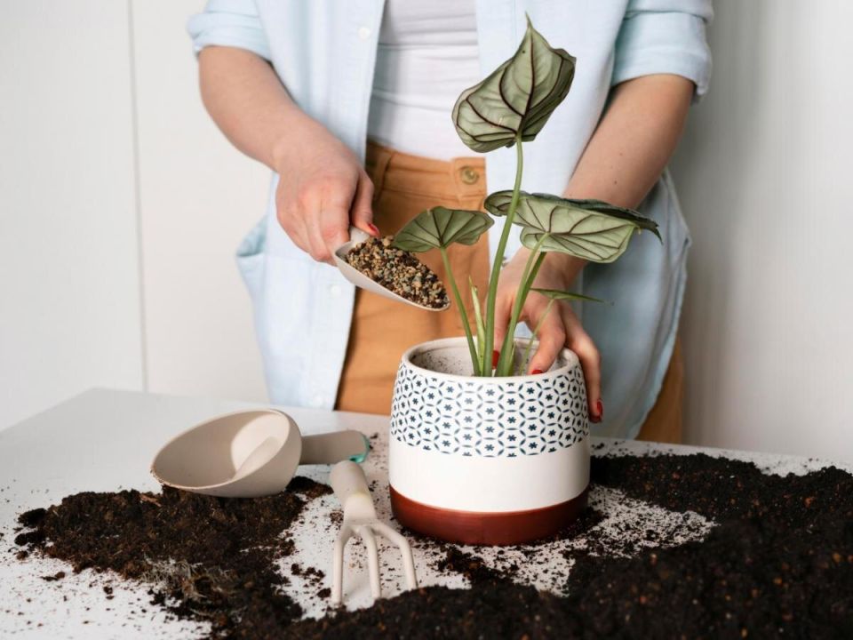 ������ ����� � �������� �������: ��� ����������� ������� �������� groei ��������