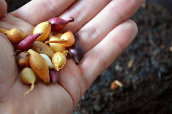 Как вырастить крупный лук: эффективные способы подкормки