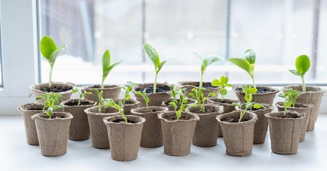 ����� ����� ������� � ��� �� ������������ �� �������: �������, ������� ������