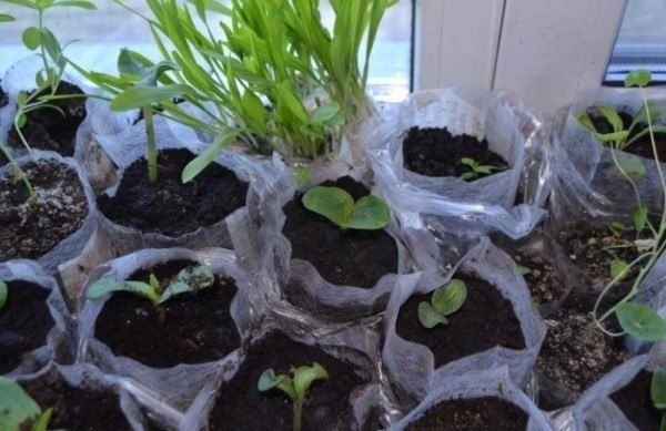 ����������� ������� � ������ ���������: ������� � ����������� ������