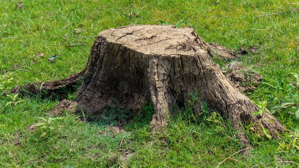 Как избавиться от пней на участке без лишнего труда: простой взгляд на китайский метод и альтернативы