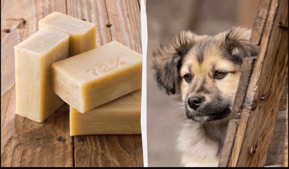 ������������ ���� ��� ������������� ���� � ��� ������: ��� ����� �������