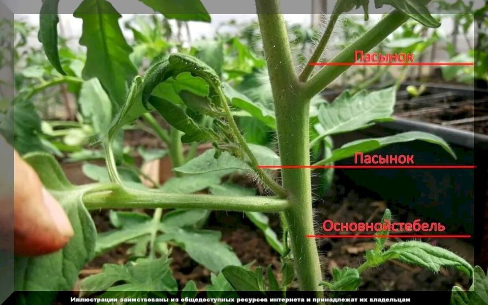 Формировка томатов в один, два и три стебля: спокойное объяснение сути