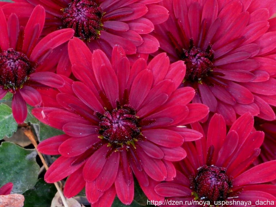 Тонкая работа подкормки превращает хризантемы в пушистый цветочный китель осени