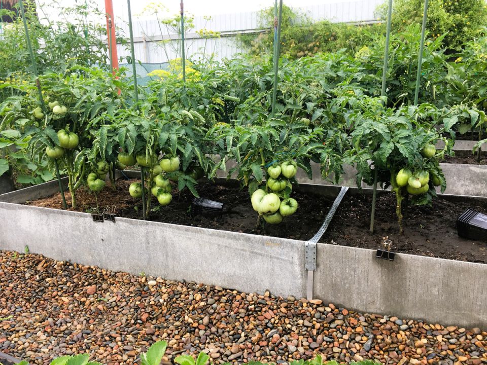 Томаты в июле: практические коррективы в уходе и защите