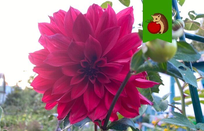 Пять скрытых ловушек георгин: как сохранить цветение и красоту