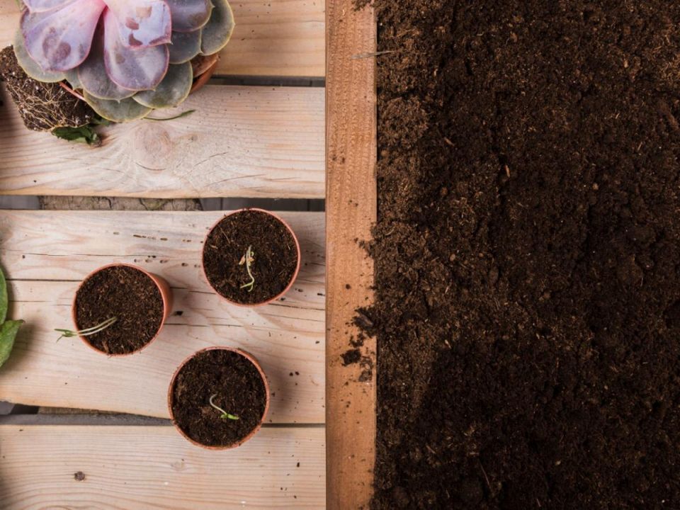 Зимняя подкормка комнатных растений может не работать и даже навредить корням