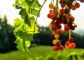 Как правильно укрыть виноград: секреты для успешного зимнего сохранения
