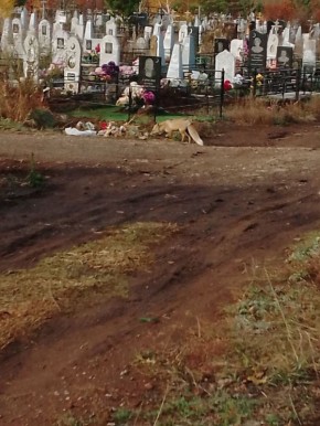 Дикие животные все чаще заходят в населённые пункты Оренбургской области в поисках еды