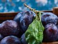 Сливы на вашем участке: Как выбрать идеальный сорт для дачи
