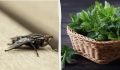 Как избавиться от мух в вашем доме: эффективные советы