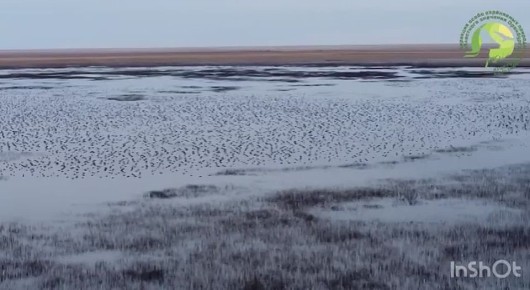 Десятки тысяч серых гусей устроили прощальную вечеринку в Светлинском районе